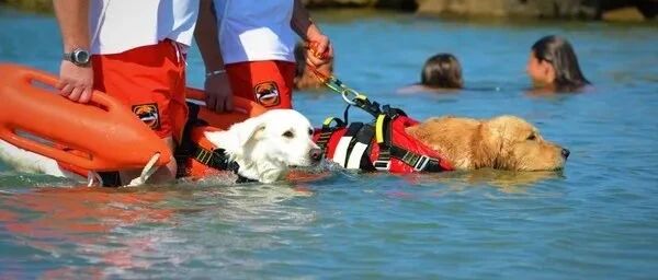 突然袭来的海浪卷走了15岁女孩，两只狗狗英勇救人的画面曝光，场面很惊险...