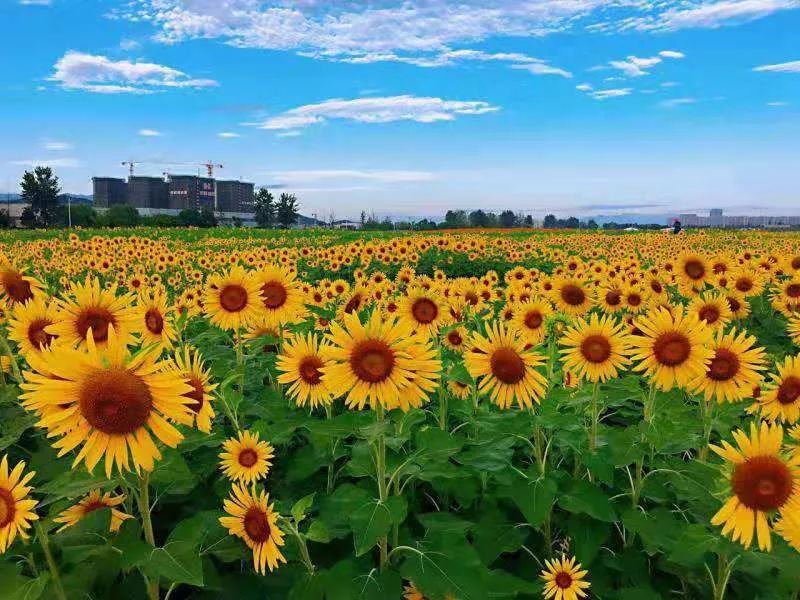 8月22日 被遗忘的惊艳湘湖 向日葵 波斯菊 荷花花开正艳 跨湖桥博物馆遇见8000年历史 大汗行者 微信公众号文章阅读 Wemp