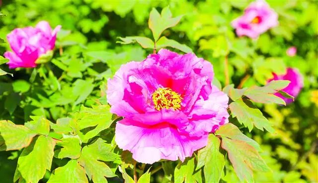 美翻啦垫江牡丹花进入盛花期