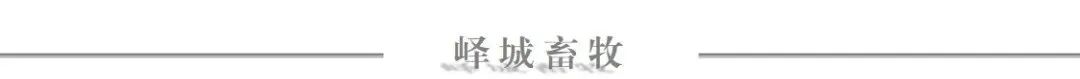 白条猪分割