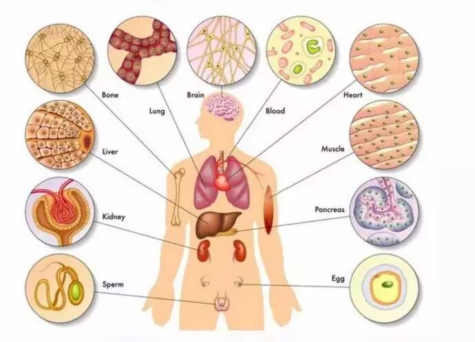 十一条鱼的故事，颠覆你的健康认知！(动画视频版)