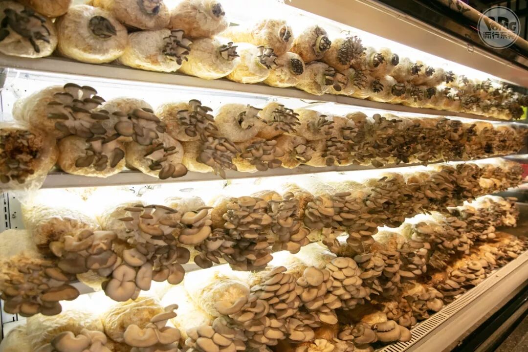 专门从"云南坐飞机来"的有机菌菇东莞首家拥有一整墙的"有机活体菇"