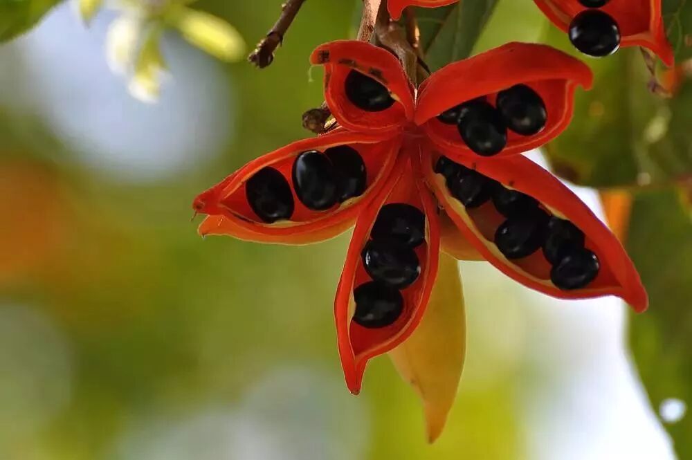 所以又被叫做"凤眼果"露出黑色的种子像一双丹凤眼分果挤满了果荚