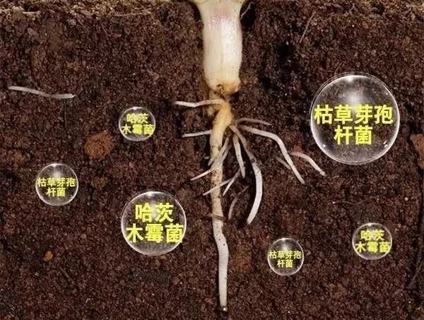 松土保肥,调酸碱,防板结抗重茬红尾鸟猛生根生根粉中的活性有益菌,在