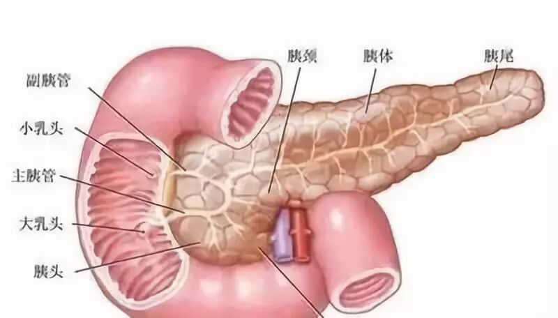 什么人容易患上癌症之王“胰腺癌”？