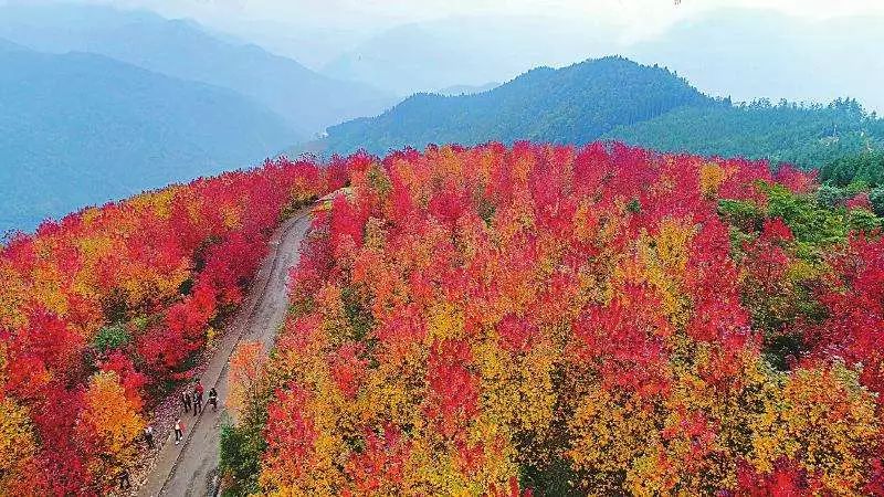 四川最美的15個紅葉區，一到秋天就燃成一片片紅海！ 旅行 第4張