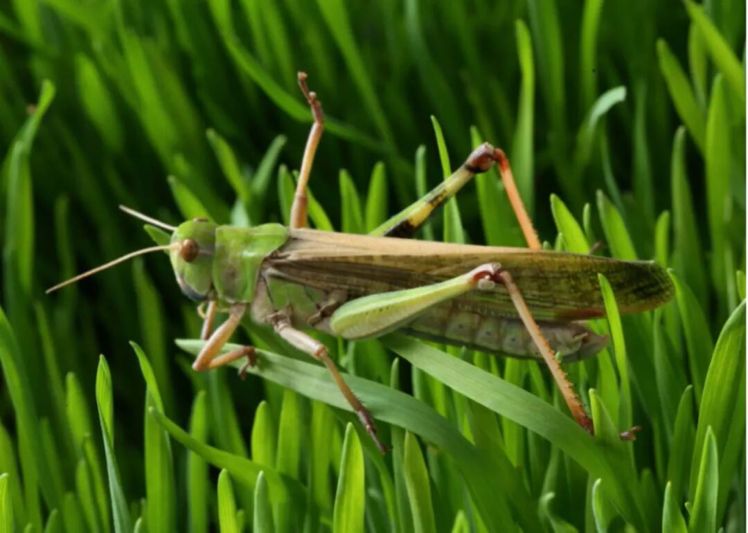 蝗虫缘何聚群成灾最新研究臭味相投