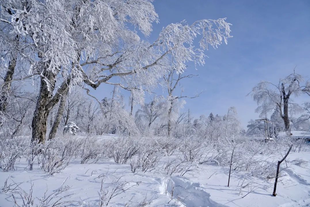 到雪鄉自助遊雪鄉自由行攻略5天這篇攻略千萬別錯過