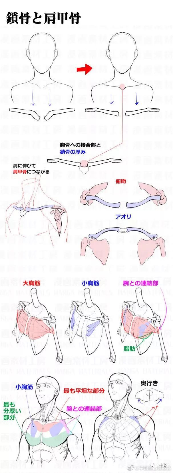 胸頭頸肩怎麼畫 要點都整理好了 視覺行者 微文庫