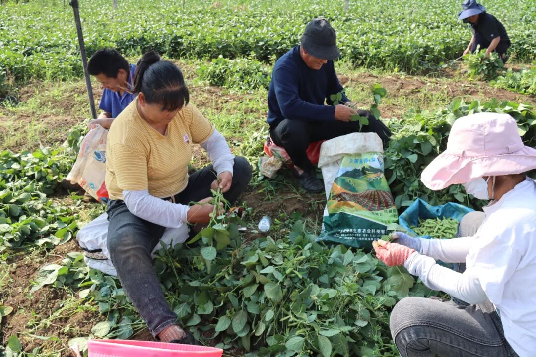 大理宾川:毛豆丰收采摘忙