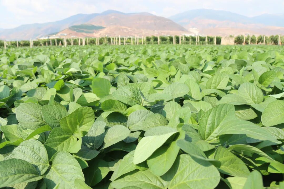 大理宾川:毛豆丰收采摘忙