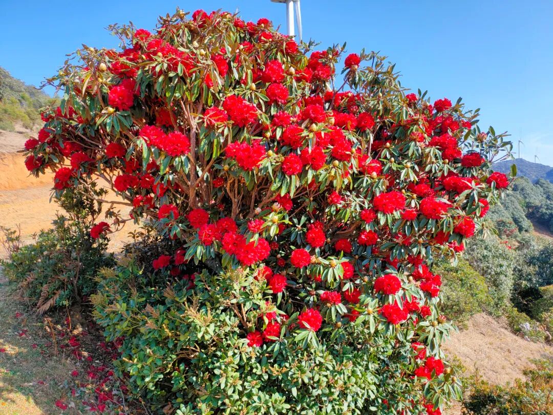 大理宾川:乌龙坝杜鹃花开 染红山野