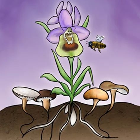兰科植物具有独特的兰花菌根(orchid mychrrhiza,om,即真菌在兰科