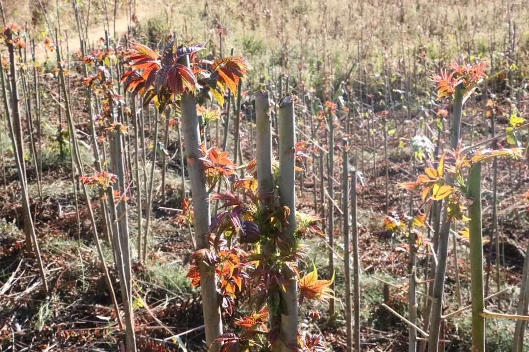 小厂创业项目的_代理开店项目小创业_小资本创业项目信息