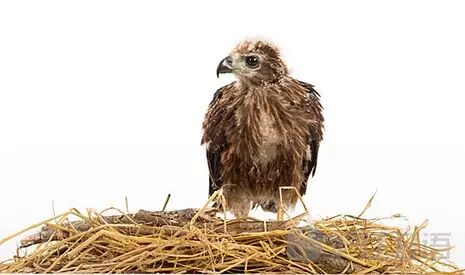 生物科普 你知道鷹 鷲 鳶有什麼區別嗎 滬江日語 微文庫