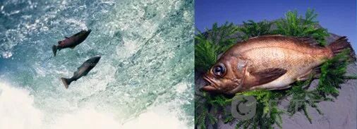 這些日語中 魚 字旁的漢字你會讀嗎 滬江日語 微文庫