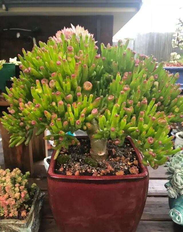 几种 富贵花 适合养客厅 好看又好养 养人又吉祥 全网搜