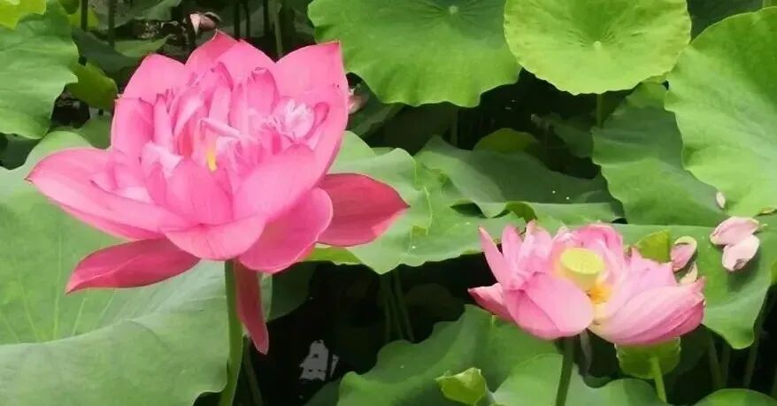 什么是电极导管经导管三尖瓣置换术治疗电极导线相关三尖瓣反流临床疗效的多中心回顾性队列研究_https://www.jmylbn.com_新闻资讯_第15张