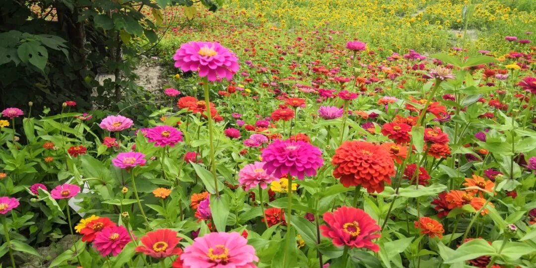 什么是电极导管经导管三尖瓣置换术治疗电极导线相关三尖瓣反流临床疗效的多中心回顾性队列研究_https://www.jmylbn.com_新闻资讯_第17张