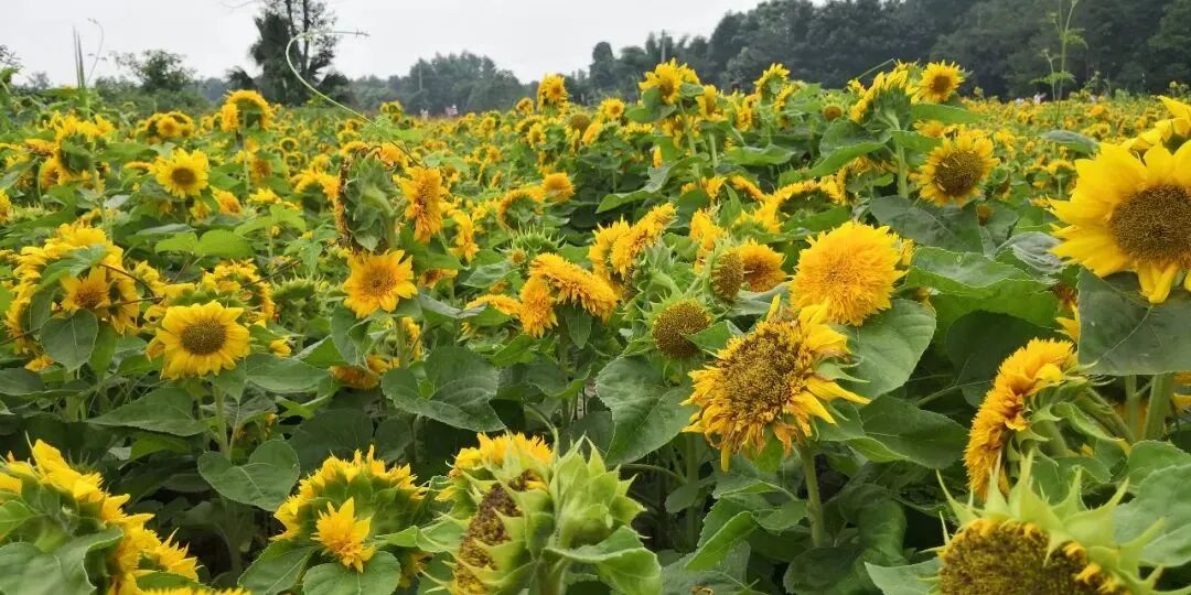 什么是电极导管经导管三尖瓣置换术治疗电极导线相关三尖瓣反流临床疗效的多中心回顾性队列研究_https://www.jmylbn.com_新闻资讯_第18张