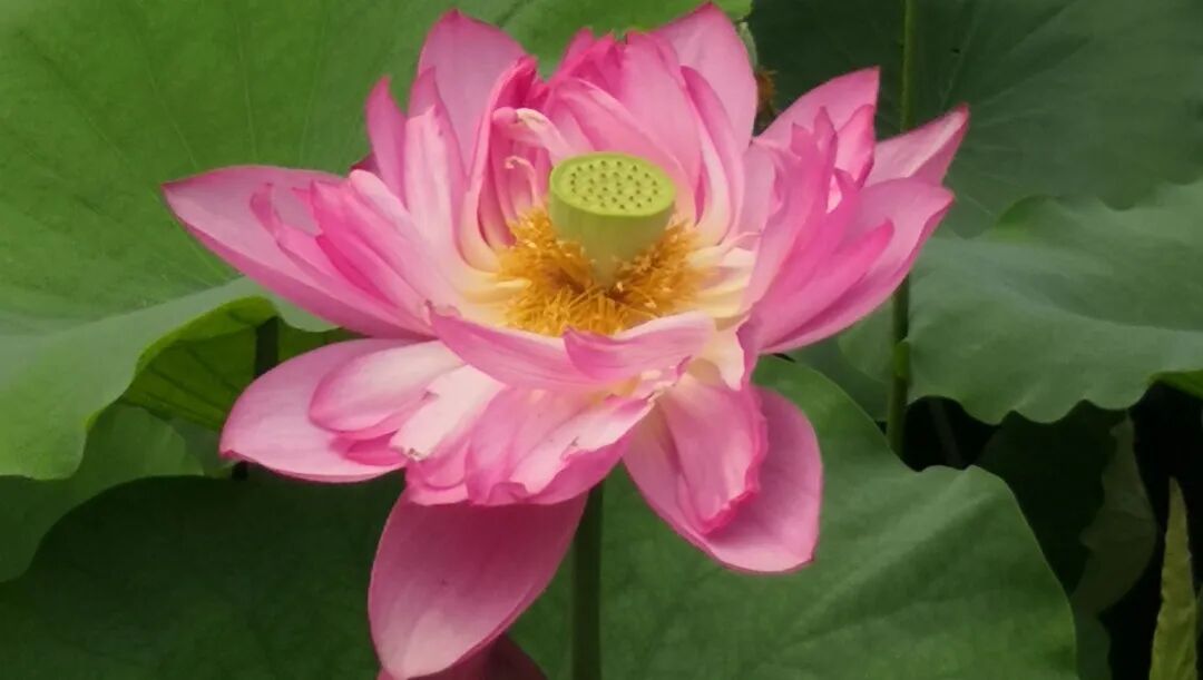 什么是电极导管经导管三尖瓣置换术治疗电极导线相关三尖瓣反流临床疗效的多中心回顾性队列研究_https://www.jmylbn.com_新闻资讯_第16张