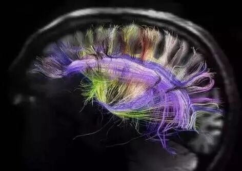 脑神经科普：聪明是可以通过后天环境和行为塑造的