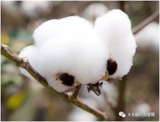 冰丝棉面料凉快吗_冰丝棉是什么面料_冰丝棉面料好不好