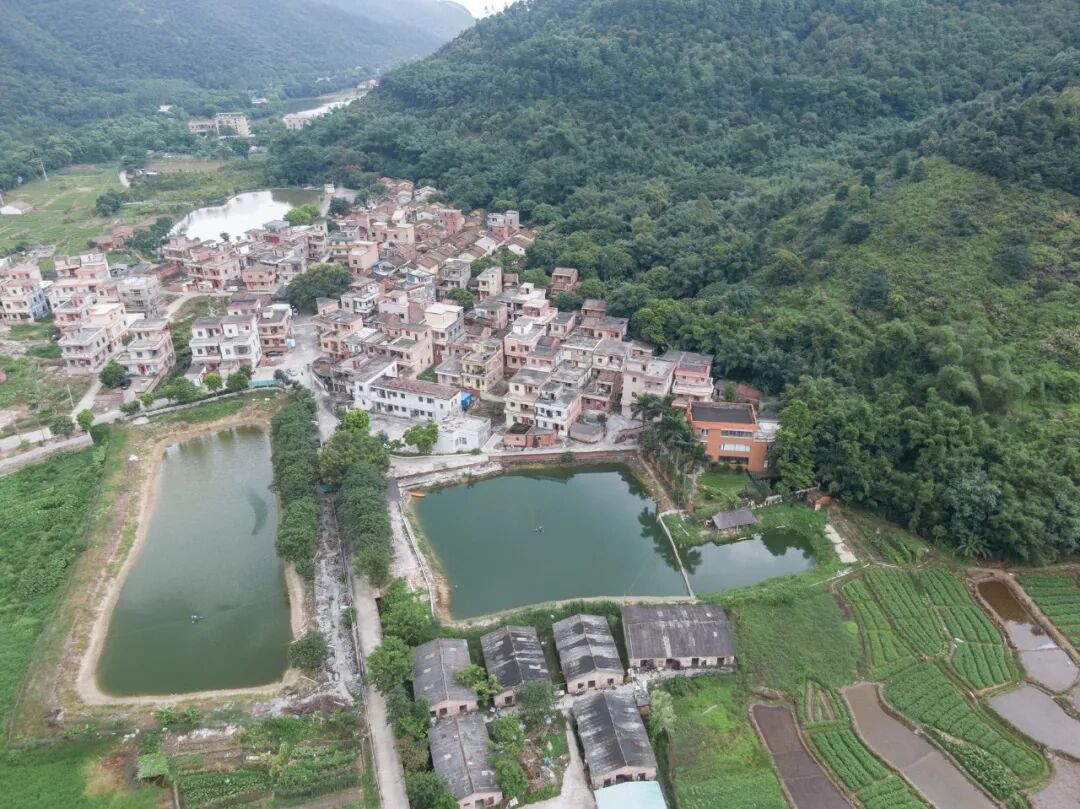 它就是位于鼎湖莲花镇南部的分界村东面北岭山,南靠莲塘村,西连葫芦山