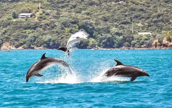 乘船出海,  在海豚湾, 这里邂逅海豚的几率高达70%.