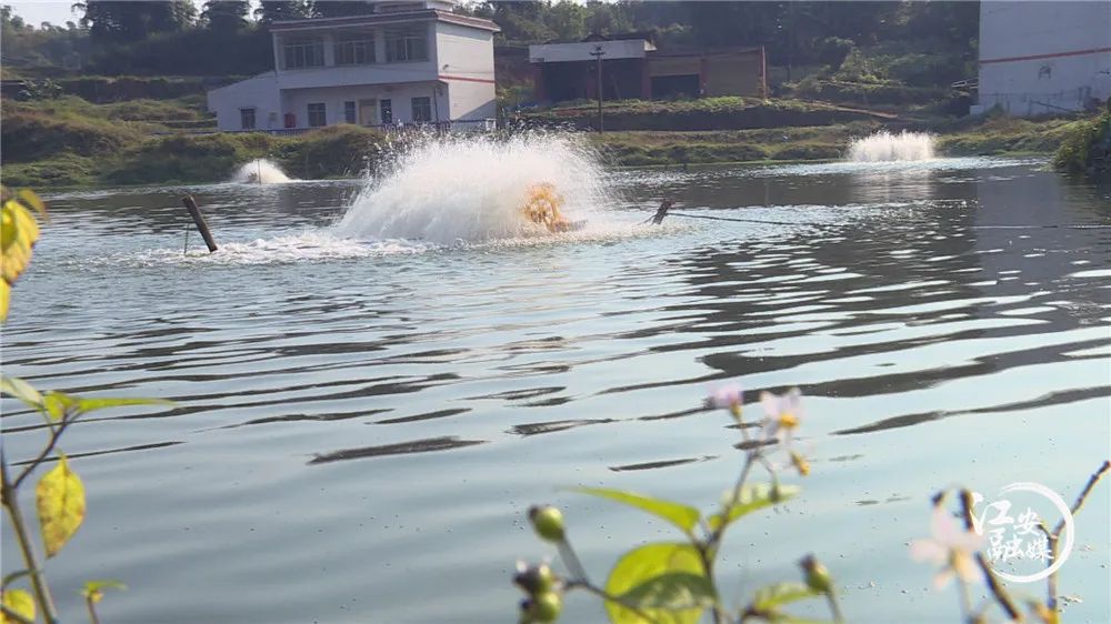 致富经养殖虾_致富经室内养虾视频_致富经养虾