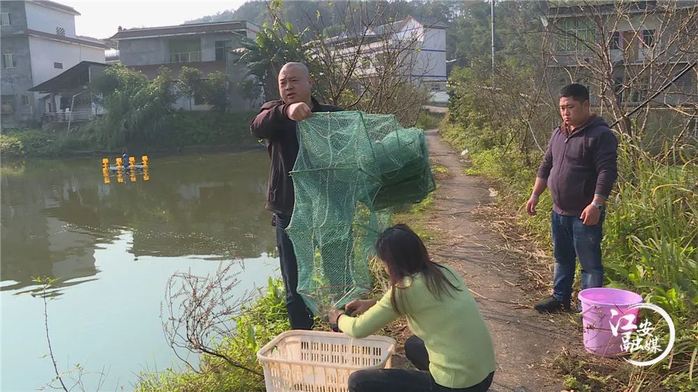 致富经养虾_致富经室内养虾视频_致富经养殖虾