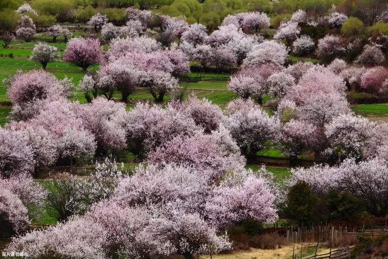 走，去林芝看桃花！ 旅遊 第11張