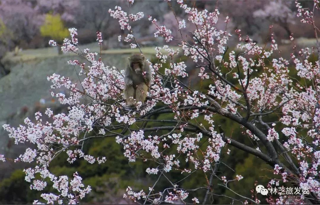 走，去林芝看桃花！ 旅遊 第29張