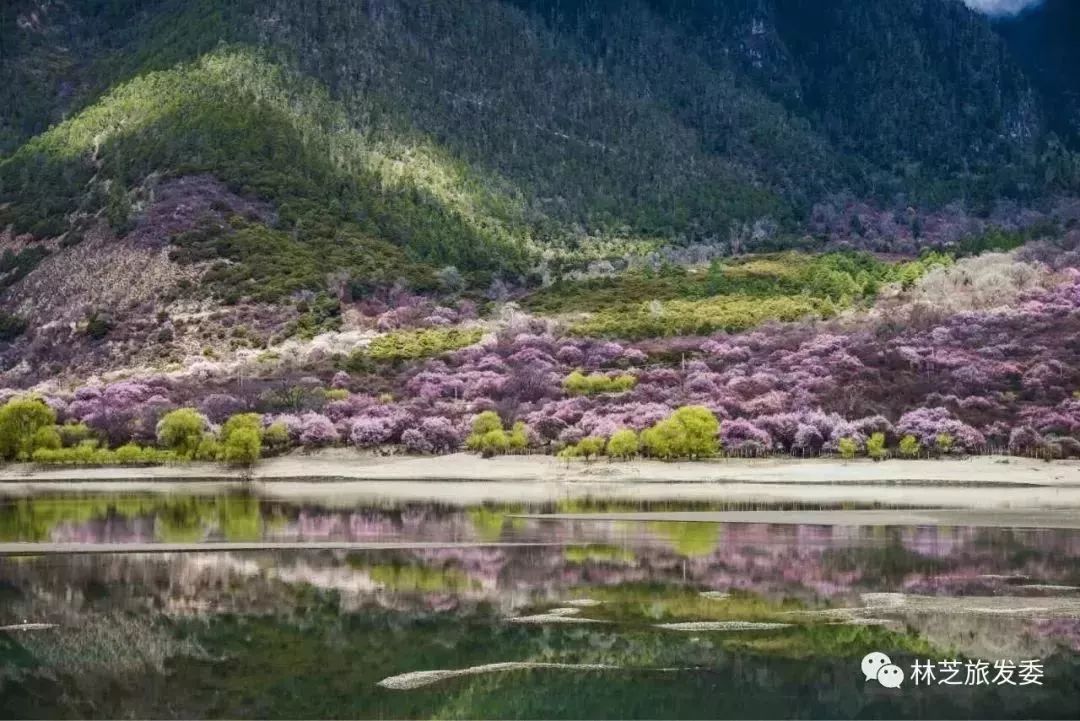 走，去林芝看桃花！ 旅遊 第20張