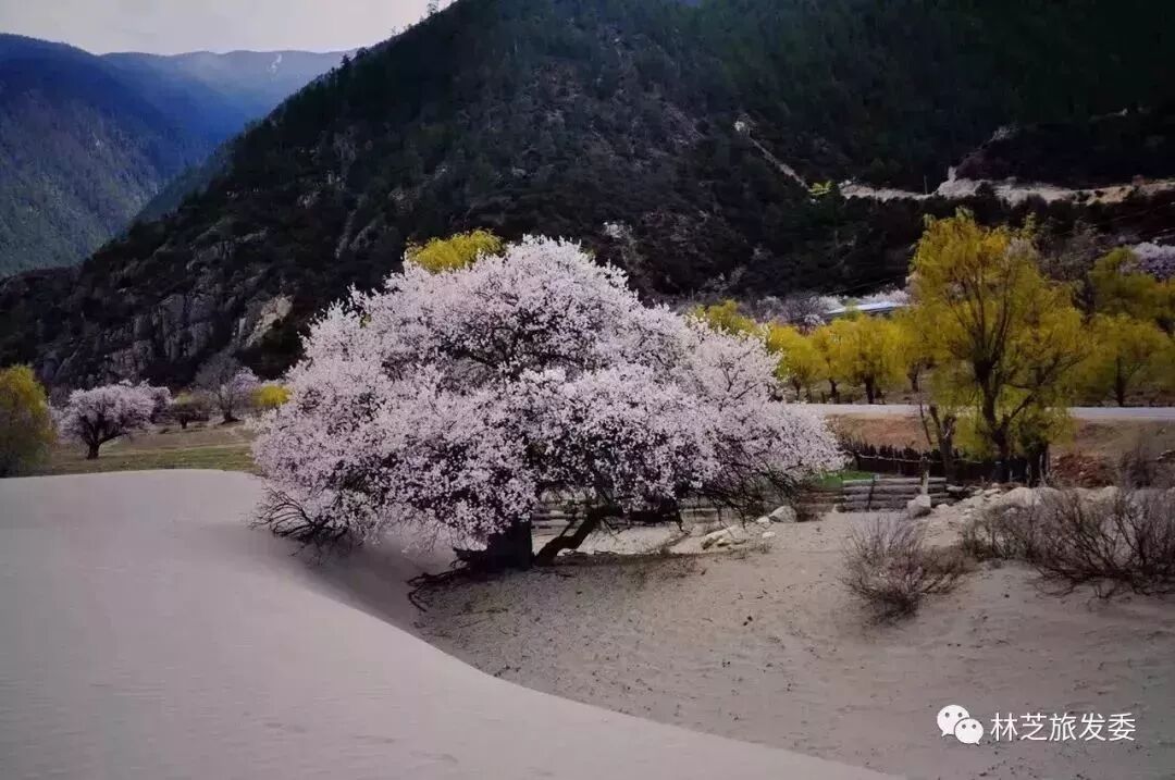 走，去林芝看桃花！ 旅遊 第28張