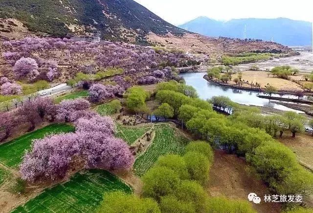 走，去林芝看桃花！ 旅遊 第16張