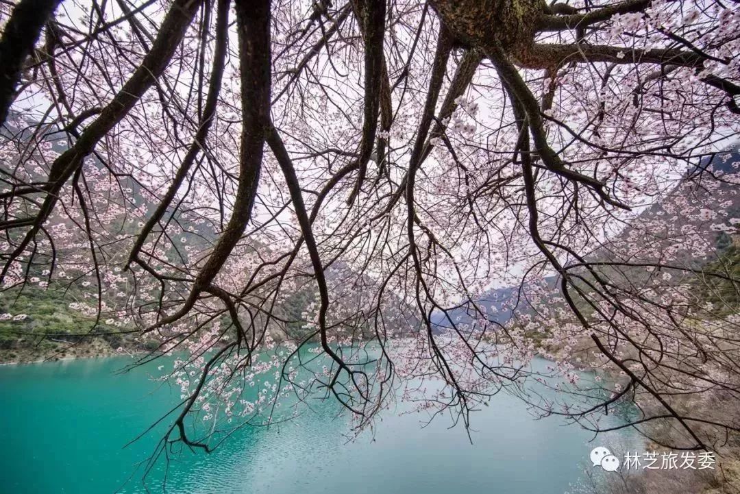 走，去林芝看桃花！ 旅遊 第31張