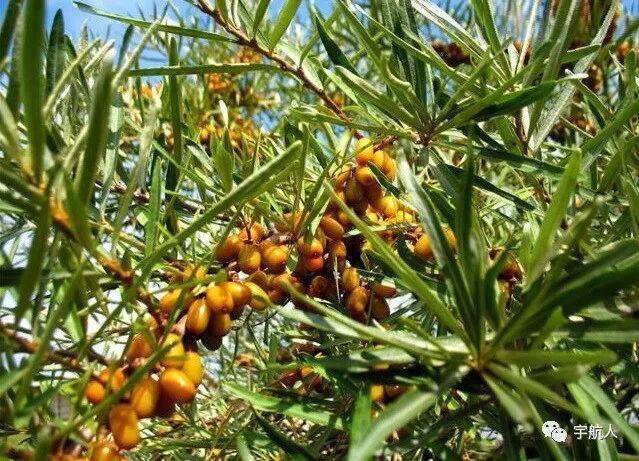 荒漠之绿——沙棘