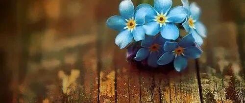 心情不好淡淡伤感的句子，致傻傻的自己！