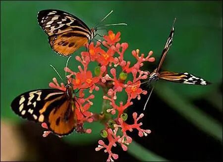 羽化成蝶 苏苏大测评 康美运势网