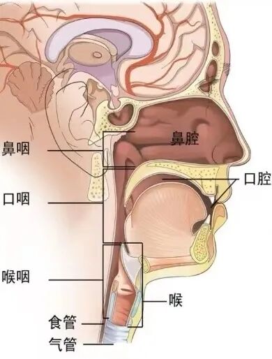 什么是电子鼻咽镜新服务｜鼻咽喉疾病如何“早”知道？我院新型电子鼻咽镜投入使用_https://www.jmylbn.com_新闻资讯_第2张