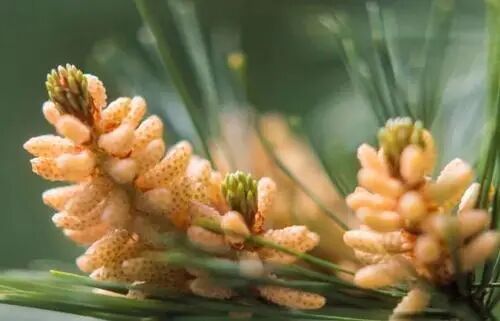 松花粉的营养功效及注意事项 国际新闻