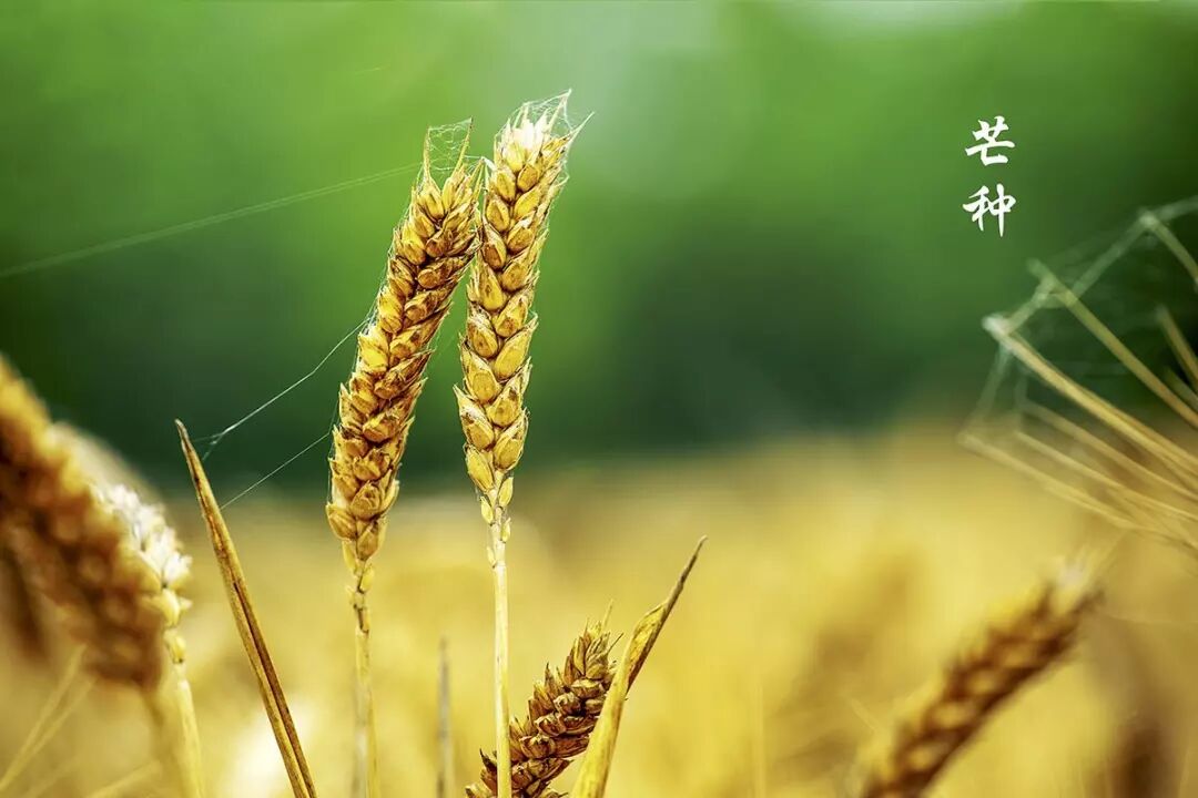 干货丨芒种又端午，华莱黑茶伴您舒爽一夏