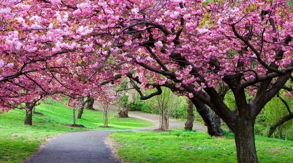 恒大世纪梦幻城美到窒息梦幻奇趣园首届樱花节来了门票免费送哦
