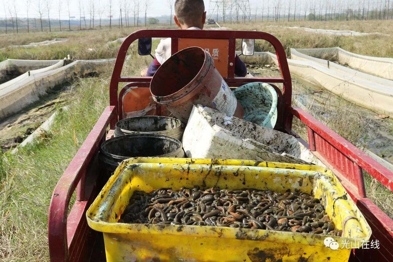 光山一合作社养殖名贵中药材水蛭富农家