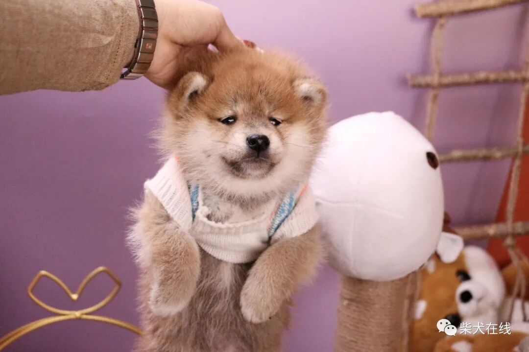 柴犬多少钱一只幼崽 21柴犬价格一览表 南充新闻