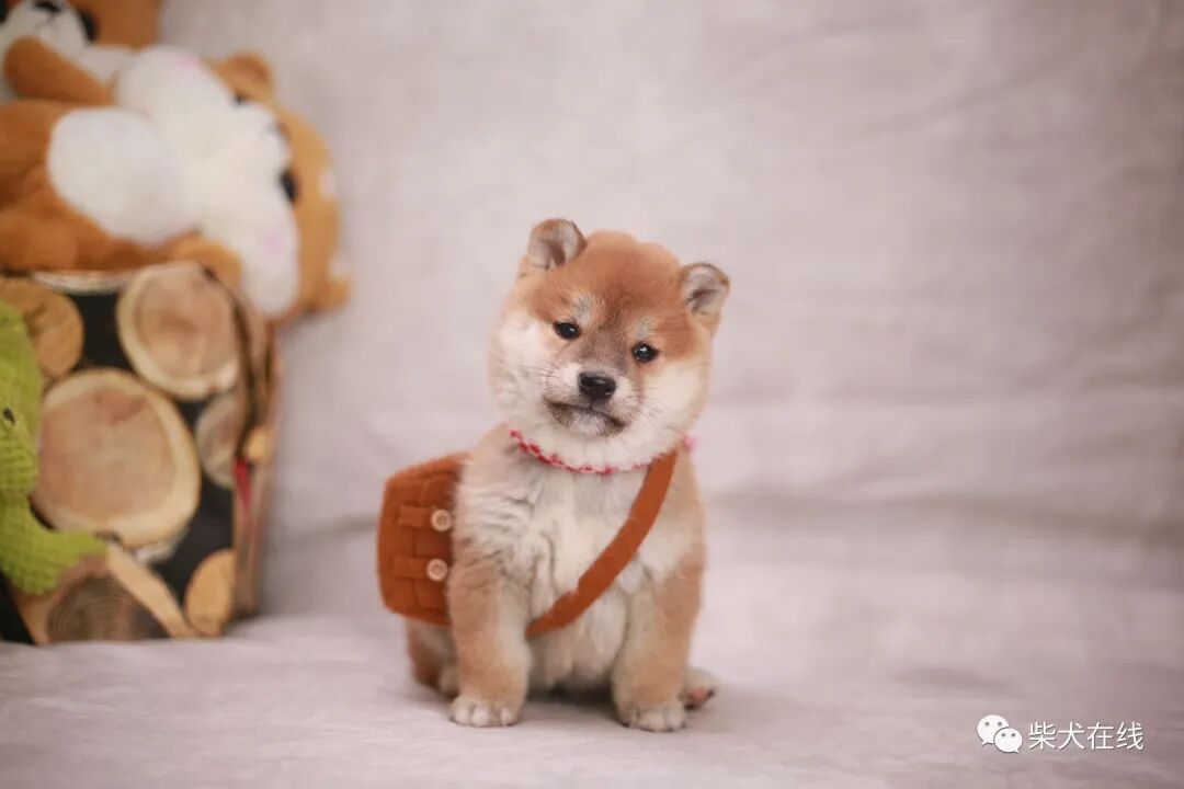 柴犬多少钱一只幼崽 21柴犬价格一览表 南充新闻