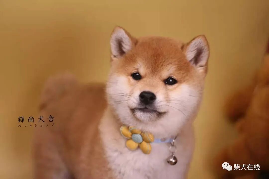 Tlc官网 注册香港公司的资料及条件