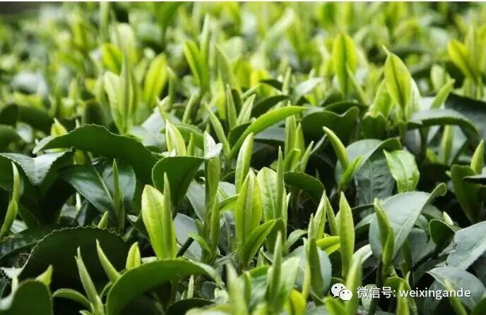 头春绿茶来袭,为什么要追头春茶?