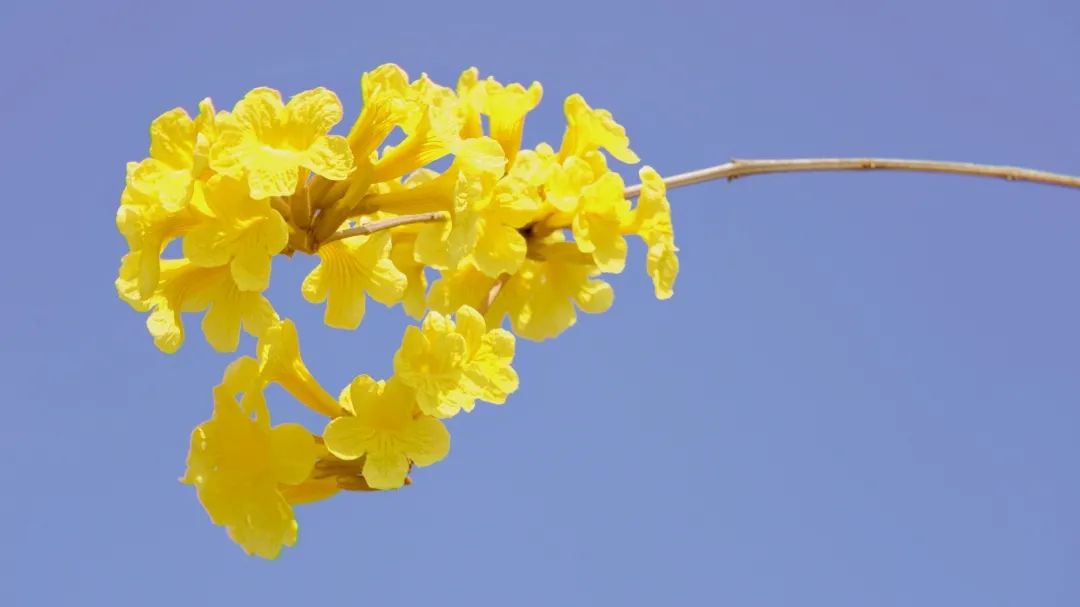 風輕雲淡黃風鈴花開